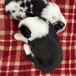 Miniature American Shepherd Puppies from Cashecho Kennel