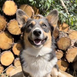 Zia - Pembroke Welsh Corgi