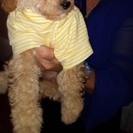 Cockapoo, Double Doodle, Goldendoodle, Poodle, and Shihpoo Puppies from Peace, Love, and Puppies at the Creek