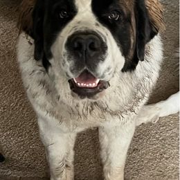 Saint Bernards from Love St. Bernards Farm