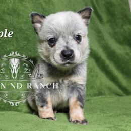 Apple - Blue male Australian Cattle Dog puppy in Silsbee, Texas from Rockin ND Ranch