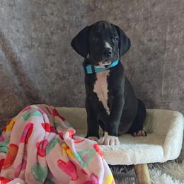 Zero - Black and white male Great Dane puppy in Caldwell, Idaho from Miner's Dynamic Danes