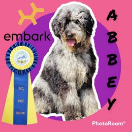 Abbey - Goldendoodle