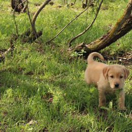 Bronze - Yellow Labrador Retriever puppy in Waco, Texas from Ancient Dogges
