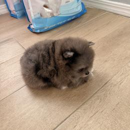 Pomeranian Puppies from Pinky’Z House Of Poms