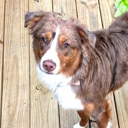 Roxy - Miniature Australian Shepherd