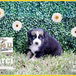 Darsi - Black tri female Miniature Australian Shepherd puppy in Madisonville, Texas from Flying LL Aussies