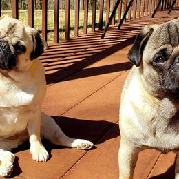 Pugs from Pugs on Pecan