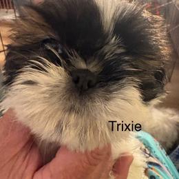 Trixie - Red and white female Shih Tzu puppy in Madras, Oregon from Maridee’s ShihTzu
