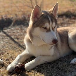 Aster - Red and white Siberian Husky puppy in Princeton, North Carolina from Boon Hill Huskies