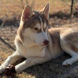 Aster - Red and white Siberian Husky puppy in Princeton, North Carolina from Boon Hill Huskies