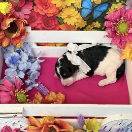 Pink - Black female Poodle puppy in Houma, Louisiana from Smart Azz Poodles