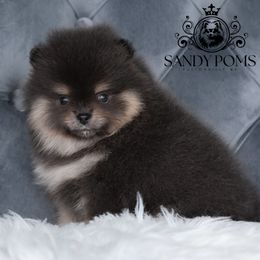 Velvet - Blue and tan female Pomeranian puppy in Fultonville, New York from Sandy Aussies & Pomeranians