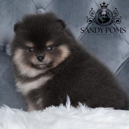 Velvet - Blue and tan female Pomeranian puppy in Fultonville, New York from Sandy Aussies & Pomeranians
