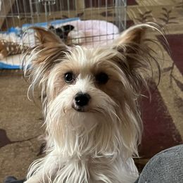 Lexie - Yorkshire Terrier