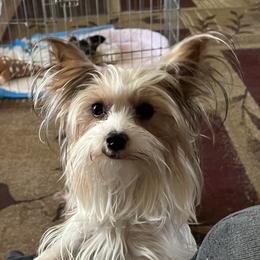Lexie - Yorkshire Terrier