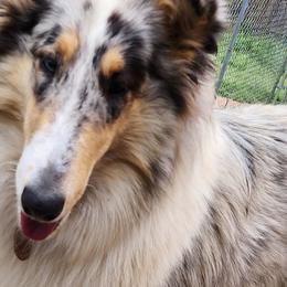 Collies from Kling Valley Standard Poodles/Echo Wind Collies