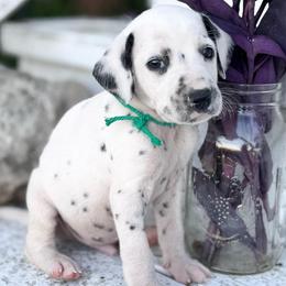 Green - White and black male Dalmatian puppy in Westhoff, Texas from Smart Dalmatians (LUA)