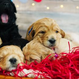 Goldendoodle Puppies from Willow’s Doodles