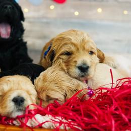Goldendoodle Puppies from Willow’s Doodles