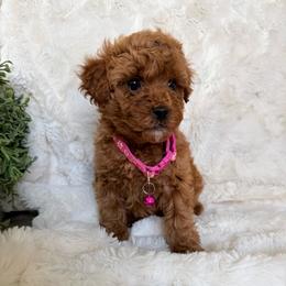 Lilly - Red  female Poodle puppy in Bakersfield, California from California Red Poodles