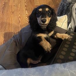 Ivan - Black and cream male Dachshund puppy in Exeter, California from Sawtooth Miniature Dachshunds