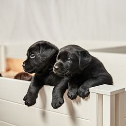 Labrador Retriever Puppies from Silver State Service Dogs, LLC