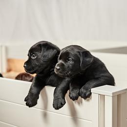 Labrador Retriever Puppies from Silver State Service Dogs, LLC