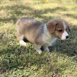 Barney - Red male Pembroke Welsh Corgi puppy in Snellville, Georgia from Laur's Classic Corgis