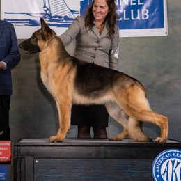 Mika - German Shepherd