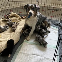 Australian Shepherd Puppies from BarberHof’s  Australian Shepherds