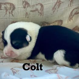 Colt - Black and tan male Pembroke Welsh Corgi puppy in Woodland, Washington from MB Acres Corgis