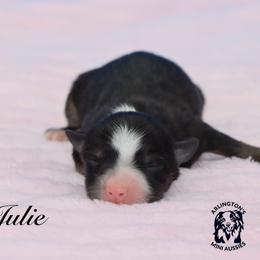 JULIE - Black tri female Miniature Australian Shepherd puppy in Weeki Wachee, Florida from Arlington's Mini Aussies