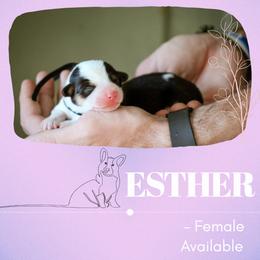 Esther - Black and tan female Pembroke Welsh Corgi puppy in South Otselic, New York from Ridge Top Corgis