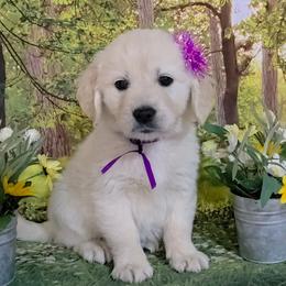 Purple - Light golden female Golden Retriever puppy in Salem, Ohio from Golden Pride Retrievers