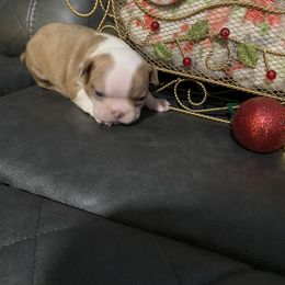 Boston Terrier Puppies from Boston Terriers