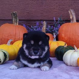 Tundra - Black and tan male Shiba Inu puppy in Clayton, Illinois from Adorable-Puppies