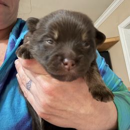 Pancake - Chocolate male Pomsky puppy in Avoca, Michigan from Repurposed Paradise Farm