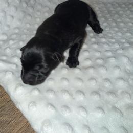Girl 3 - Sable female German Shepherd puppy in Ashland, Alabama from CzechDDR