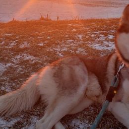 Siberian Huskies from Klich's Siberian Huskies