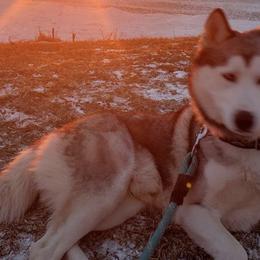 Siberian Huskies from Klich's Siberian Huskies