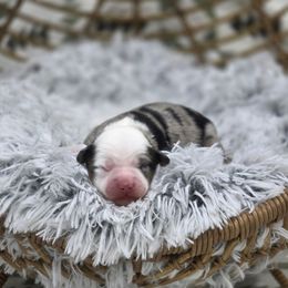 B - Blue merle female Miniature Australian Shepherd puppy in Killen, Alabama from Wilkers Wholehearted Mini Aussies