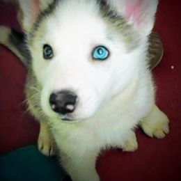 Siberian Husky Puppies from I'm not an official breeder just adopting out a pack