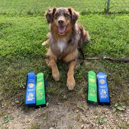 Australian Shepherd All Grown Up from Wexford Creek Aussies