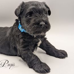 Boy 2 - Black and silver male Miniature Schnauzer puppy in Cumming, Georgia from Bella Pups LLC