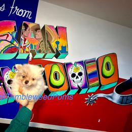 Pomeranian Puppies from Texas Tumbleweed Poms