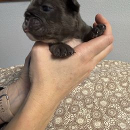 Chai - Blue tri-color female Bulldog puppy in Medical Lake, Washington from Back Forty Boxers and Old English Bulldogs