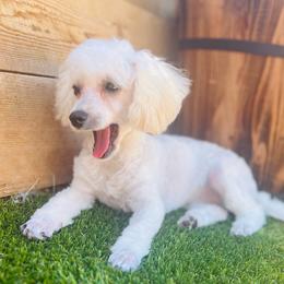 Carolina - White female Poodle puppy in Maricopa, Arizona from La Petite poodle