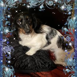Vicky - Dachshund