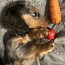 Dachshund Puppies from GretaLo Dachshunds